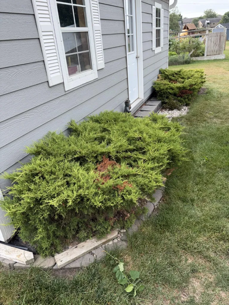 Overgrown junipers sprawling across the bed against the house